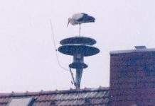 Störche auf der Sirene