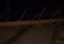 Umgestürzter Baum blockierte Straße