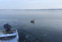 Schwanrettung am Stausee