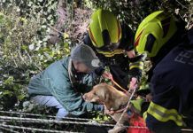 Frau mit Hund aus gefährlicher Situation gerettet